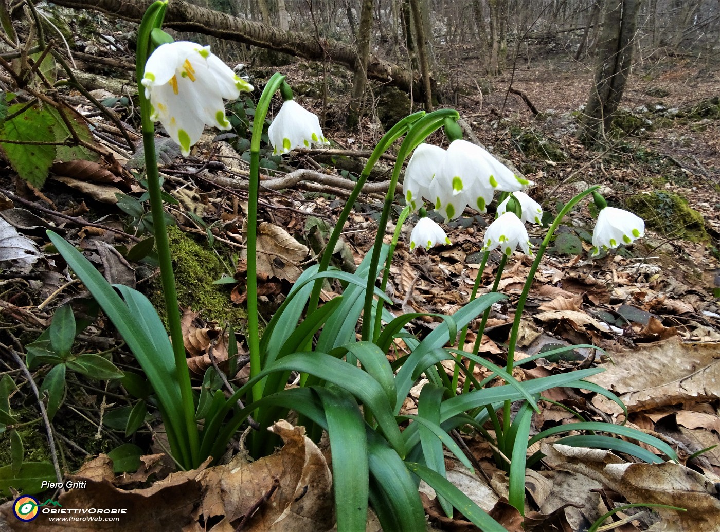 65 Campanellini-Falsi bucaneve (Leucojum vernum).JPG